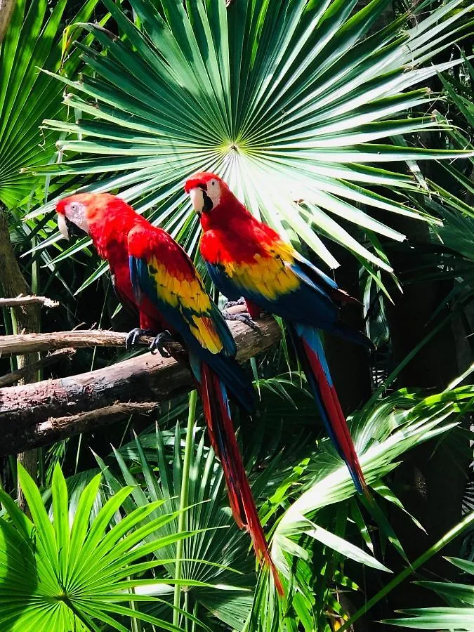 ホテル Hacienda Xcaret Solidaridad